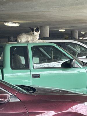 Cute dog in parking lot!