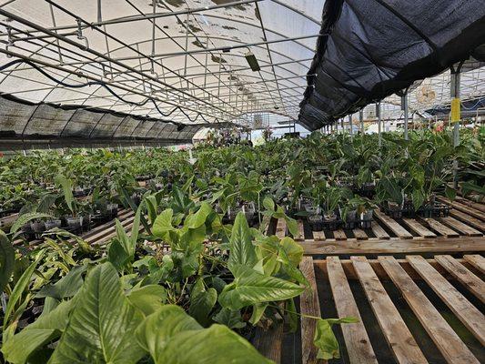 Greenhouse interior with houseplants and orchids