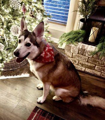 They gave her a cute little Christmas bandanna after her grooming.