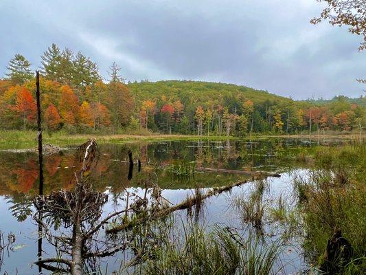 The trails and castle ruins are surrounded by a small brook, ponds and boggy areas - gorgeous in the fall! (October 2023)