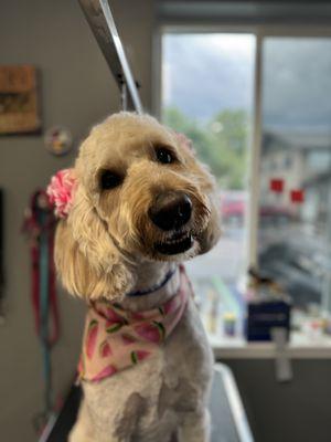 Millie the doodle