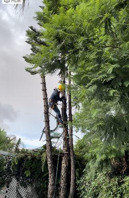 Cutting all the branches off first