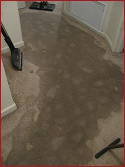 Carpet Cleaning Service