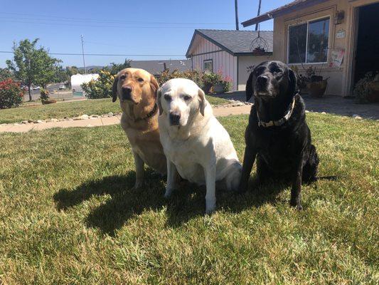 Penny, River and Coho love going to Animal Care Hospital!