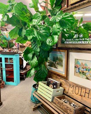 Green with envy over our fiddle leaf fig?