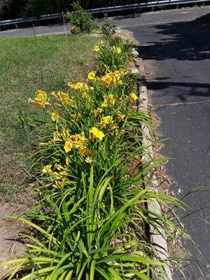 Summer lillies down the side of a driveway make a welcoming entrance