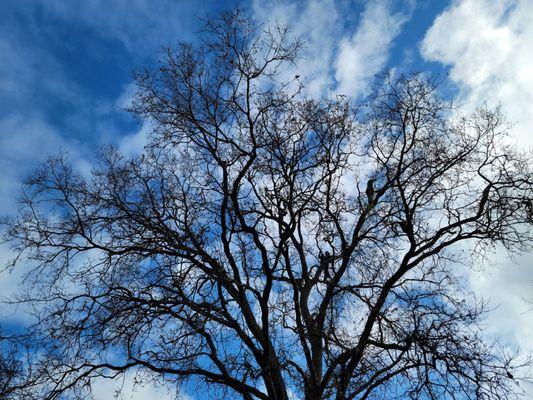 Pineda's Tree Service