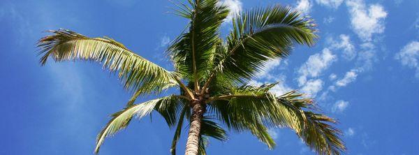 Palm Pruning