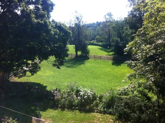 Horse meadow