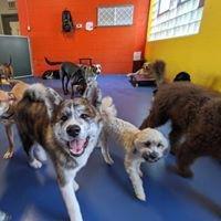 Need Raw diet for your pets? Urban Pooch Training & Fitness Center in  US States, Capitals, and Government Links Illinois has...