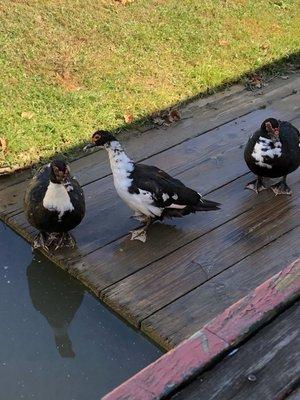 Ducks by the dock