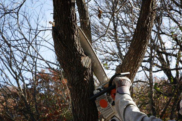 Branch Out Tree Trimming