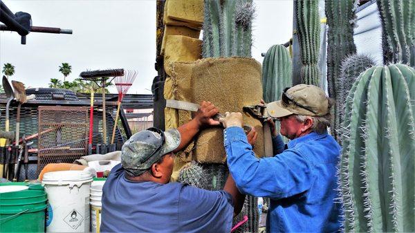 20180421 Mining Saguaros at Old Pueblo Cactus in Tucson