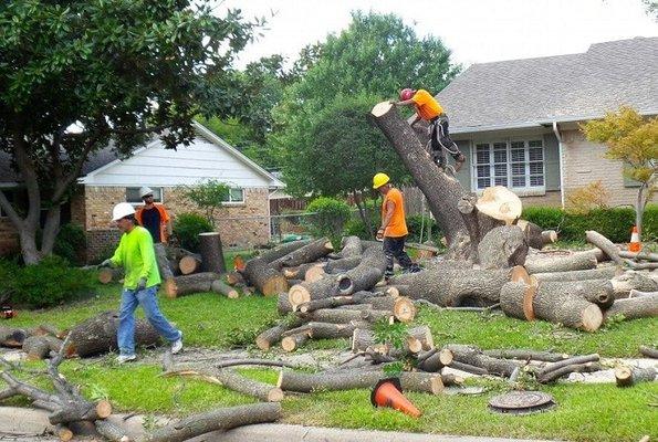 Tree Service Norfolk