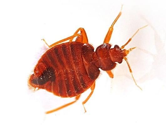 Bed Bug Removal Services