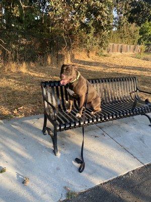 Wesley sitting in "place" - post training