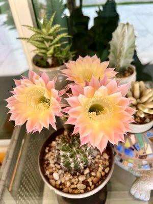 Echinopsis Djinni