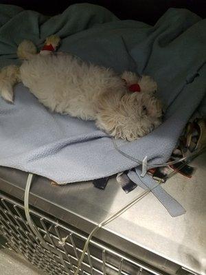 My puppy that passed away less than two weeks after purchasing from petland