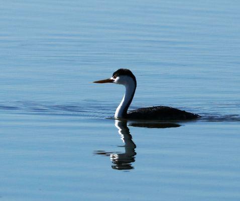 Balmorhea Lake