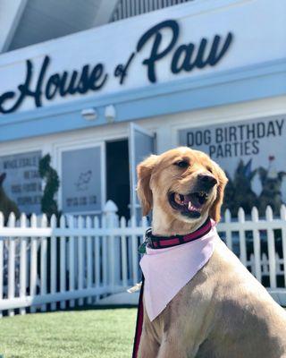 This is Neela, she's now the newest face of House of Paw! Can you top that?