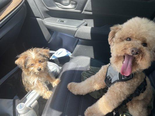 Partial groom on toy poodle (right)