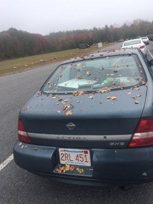 This is the back of the car minus a lot of leaves they do not care about your car