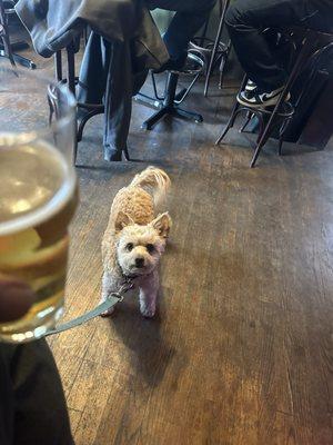 A beer and a dog.