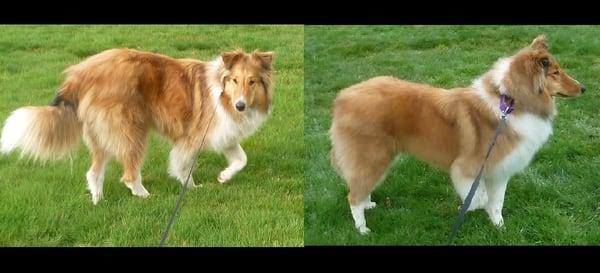 Before and after of our rough collie