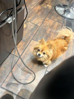 Pipper the salon dog   They will come up to you if you have food