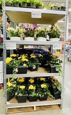 Assorted potted plants