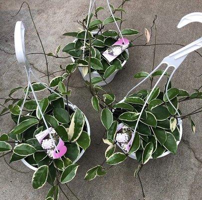 Hoya hanging baskets