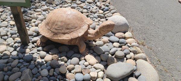 Guard turtle at entrance