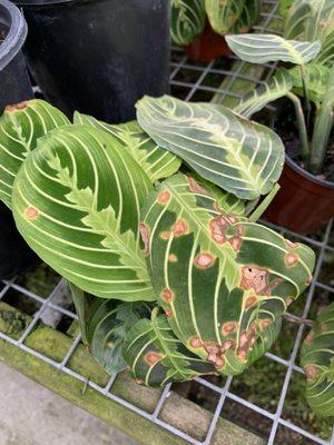 Dying maranta