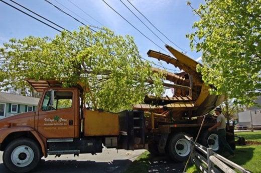 Carefully loading tree on truck