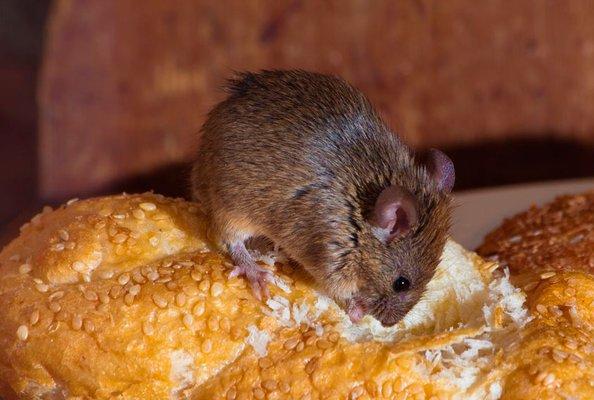 Rodents are very destructive creatures and can cause the need for expensive repairs within your home.