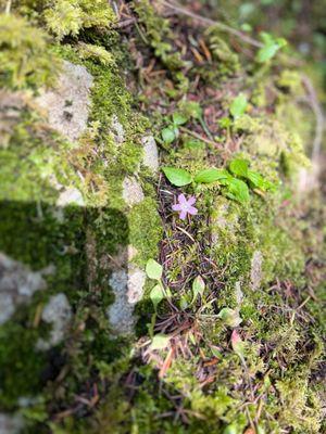 These tiny flowers are everywhere