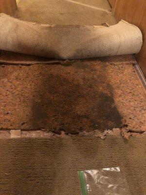 Black mold under the carpet.