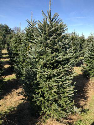 Pine Valley Christmas Trees