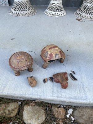 Ceramic turtles in pieces