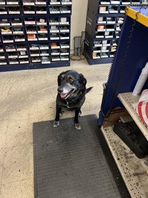 Napa Auto Parts shop dog.  Dolce is her name.