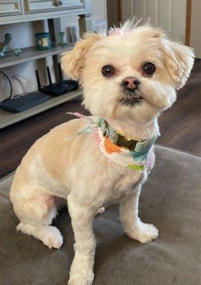 Addy is groomed and looking fabulous!!!