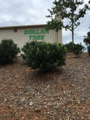 Dollar Tree