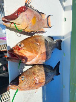 Hogfish, Red Grouper, Mangrove Snapper