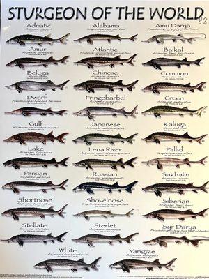 So many types of sturgeons!