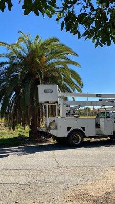 Trimm this beatiful palms easy with our boom truck ,call us we can doit easy.