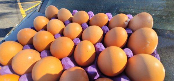 Fresh Eggs