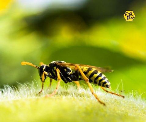 We are happy to help you eliminate wasp infestations in your home!