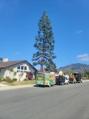 Canary Island Pine Pruned.