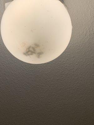 Swarm yellow jackets dead inside the light bulb in children's room.