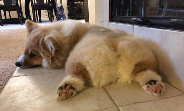 That's one clean corgi butt.